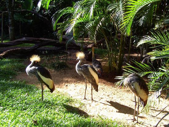 Iguazu 4. Tag, Brasilien - Kraniche