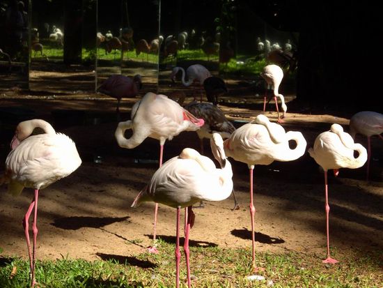 Iguazu 4. Tag, Brasilien - ...so ruhen sich Flamingos aus. Den langen Hals zu einem "O" geformt und auf einem Bein stehend. Sieht ziemlich witzig aus.