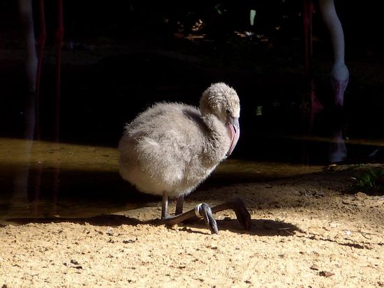 Iguazu 4. Tag, Brasilien - Ein Flamingokücken beim Versuch auf zu stehen...wohin nur mit den langen Beinen, scheint es sich zu fragen?