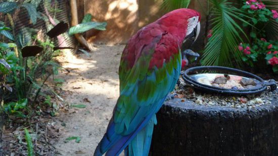 Iguazu 4. Tag, Brasilien - ...den kennen wir sicher alle! Es gibt so viele verschiedene Papageien. Einer schöner als der andere.