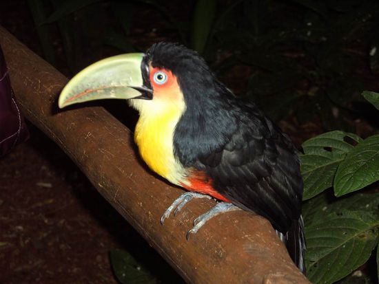 Iguazu 4. Tag, Brasilien - ..er gehört zur Familie der Tucane