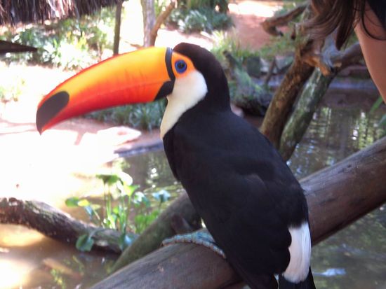 Iguazu 4. Tag, Brasilien - ...Der Tucan ist das Wappentier sowohl von der Region Misiones in Argentinien als auch der Region Parana in Brasilien.