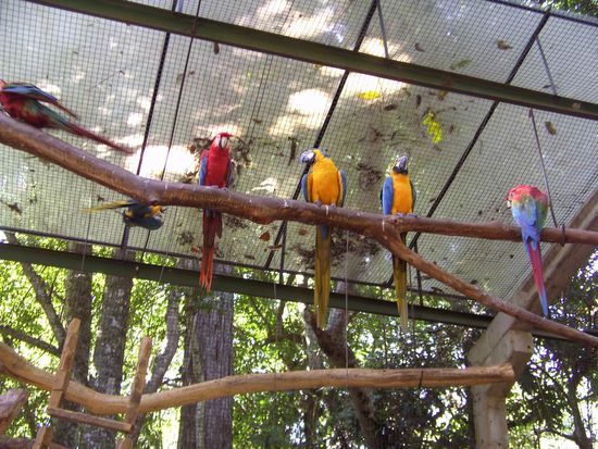 Iguazu 4. Tag, Brasilien - ...nochmal eine hübsche Auswahl an bunten Papageien