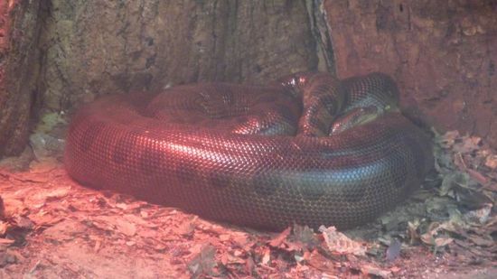 Iguazu 4. Tag, Brasilien - Das ist eine schlafende Anakonda, die größte Würgeschlange der Welt. Kann bis zu 11 m lang werden und läßt seine Opfer nicht mehr los.