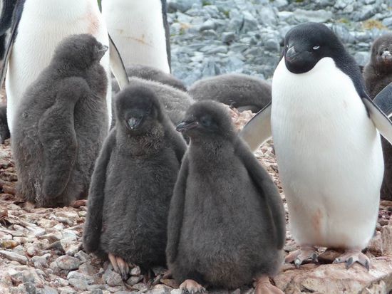 Favorit Nr. 1 - Piguine in der Antarktis