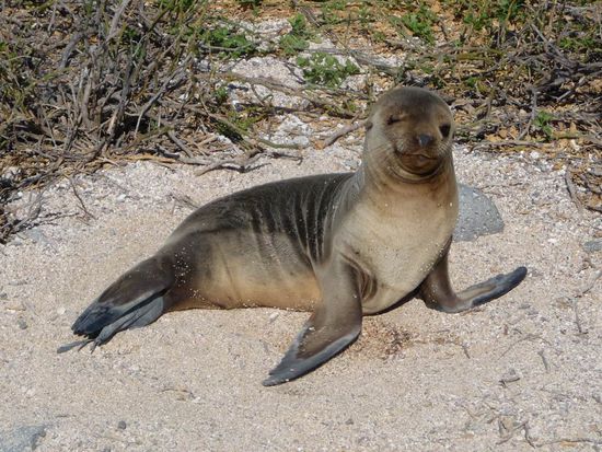 Favorit Nr. 2 - Galapagos - Seelöwen
