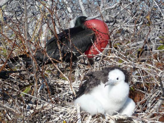Favorit Nr. 2 - Galapagos - Vögel