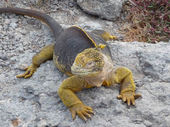 Favarit Nr. 2 - Galapagos - Echse