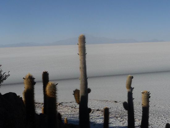 Favorit Nr. 4 - Salar de Uyuni - Kakteeninsel
