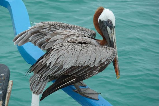 Unser erster Pelikan ganz nah