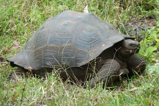 Hier ist die einsamste Schildkroete ganz Galapagos: Lonesome George. Er muss in der Darwin Station sein Leben fristen und will sich patout nicht mehr fortpflanzen, obwohl erst 60 Jahre jung.