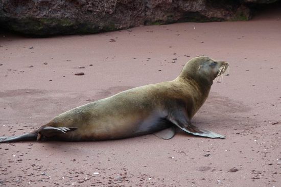 Die Seeloewen waren unsere Lieblinge. Spaeter noch mehr davon!