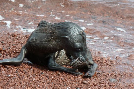Hier ein kleines Seeloewenbaby. Es ist hoechstens 1 Woche alt.
