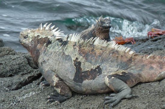 Hier seht Ihr mich fast in voller Länge. Ich bin eine Galapagos Echse.