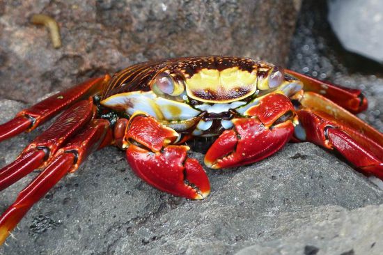 Der interessanteste Galapagos Krebs weit und breit. Die jungen Krebse sind ganz schwarz und je aelter, desto farbenpraechtiger werden sie.