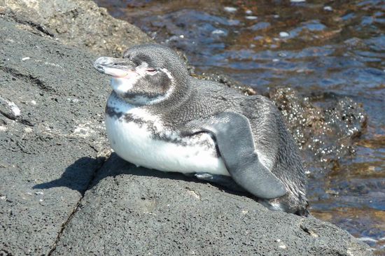 Was man fast nicht fuer moeglich haelt, aber es gibt tatsaechlich auf Galapagos Pinguine. Dies ist die einzige ihrer Art, die dort lebt.