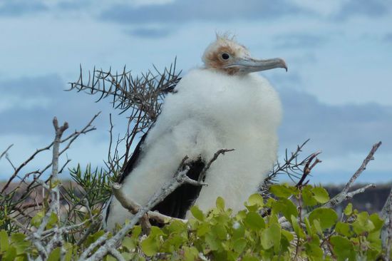 Ich bin ein Galapagos Kuecken und habe leider meinen Namen vergessen.