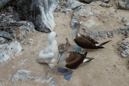 Eine glueckliche Blaufusstoelpel-Familie