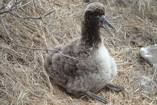 Ich bin das flauschige Albatross-Kuecken auf Galapagos und habe jeden Tag einen Mordshunger.