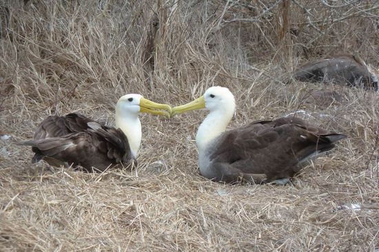 Wir sind die Eltern von dem nimmer sattzukriegenden Albatross-Kuecken im Bild zuvor.