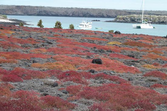 Man koennte fast Assoziationen zur Lueneburger Heide bekommen. Doch wir sind auf der Isla Santa Fe.