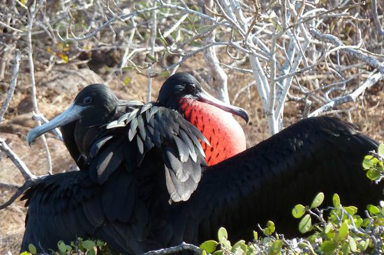 Brautschau ist beendet. Ich habe meine Partnerin gefunden.