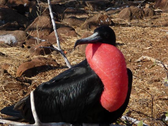 Ich bin ein Supermaennchen und suche noch die passende Braut.