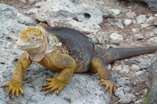 Wie in vielen Tiergattungen sind die Maennchen oft "schoener" als die Weibchen. Hier eine gelbe Galapagos Landechse, die sich hauptsaechlich von Kaktusfruechten ernaehrt.