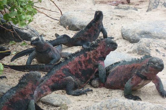 Weitere Landechsen, diesmal mit intesiv rotem Koerper. Diese Gattung ist in Scharen anzutreffen. Sie belagern oft die Wege und kennen keine Feinde. Weichen auch nicht den Menschen aus.