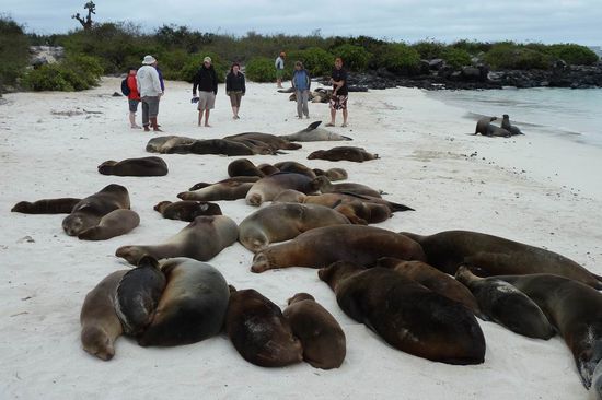 Hier auf Santa Fe konnten wir den Seeloewen besonders nahe sein. 
Unbeeindruckt von uns Touristen liessen sie sich nicht aus der Ruhe bringen und schliefen friedlich weiter.