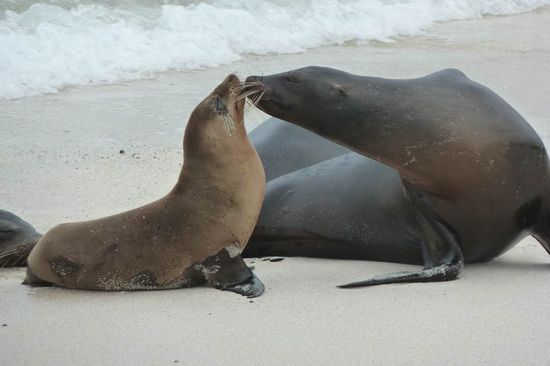 ...das ist doch wahre Mutterliebe! Wir konnten uns an diesen zutraulichen Tieren nicht satt sehen.