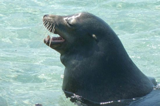 ...na Kleiner, da musst du dich aber noch maechtig anstrengen. Ich bin naemlich hier das Alphatier und habe einen grossen Harem zu bewachen und wehe es kommt mir einer zu nahe, dann wird richtig gekaempft.