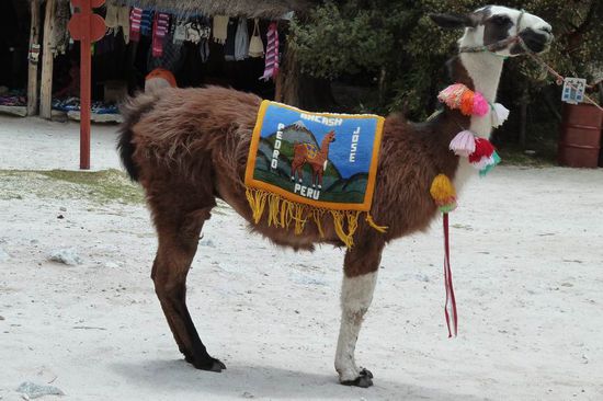 Huaraz - Lama im Huascaran Nationalplark