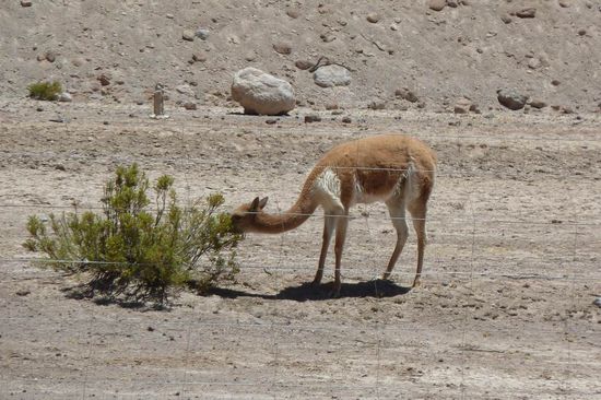 Auf dem Weg in den Colca Canyon - Vicuna
