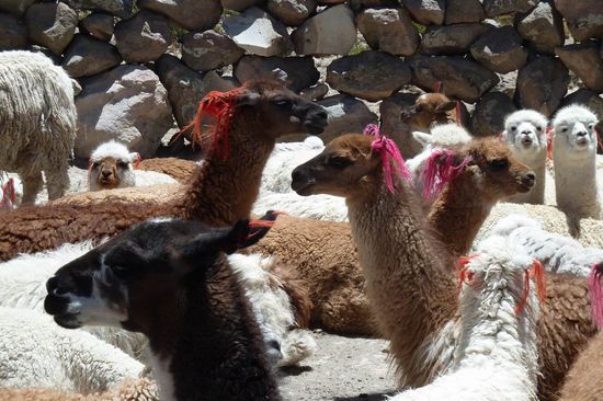 Alapacas - die mit den seitlich abstehenden Ohren