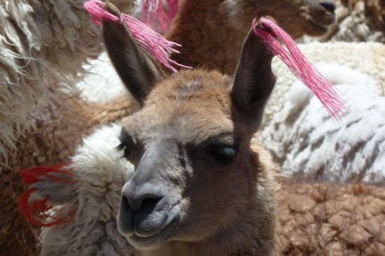 Lama - mit den nach oben stehenden Ohren