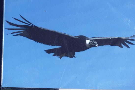 Colca Canyon - Kondor vom Foto - doch die Ausmasse lassen sich gut erkennen. Die Flügelspannweite beträgt knapp 3 m.