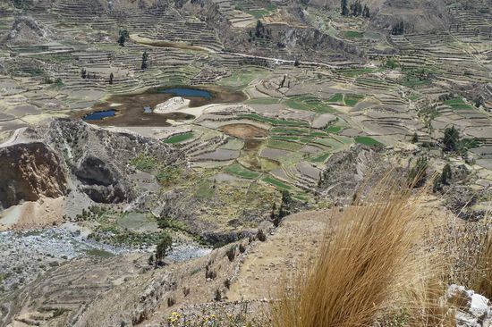 Colca Canyon- Herrliche Terrassenfelder angelegt schon vor ca. 700 Jahren und heute noch in Betrieb. Hier wird Gemüse angebaut.