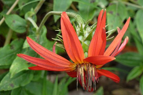Manu N.P. - Lasst Blumen sprechen: "Bin ich nicht eine Schönheit?"