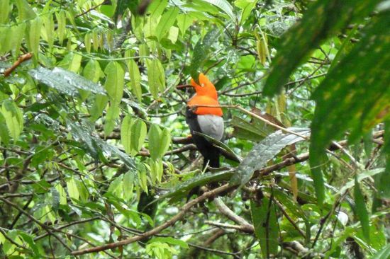Manu N.P. - Cock on the Rock - ein wunderschöner Vogel