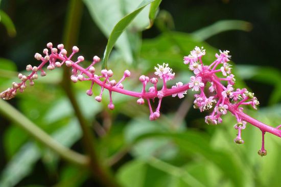 Manu N.P. - und nochmal eine wunderschöne eigenartige Planze