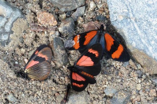 Manu N.P. - Diese herrlichen Schmetterlinge ließen sich bereitwillig fotografieren.