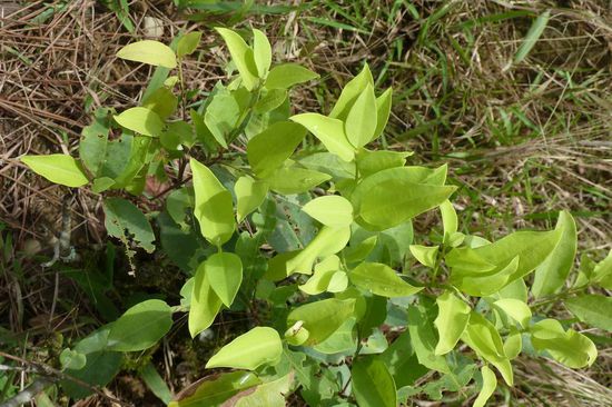 Manu N.P. - Das ist sie, die berühmte Cocaplanze. Sieht doch wirklich sehr unscheinbar aus. Doch der Tee aus den Blättern soll gegen die Höhenkrankheit helfen. Die Einheimischen kauen die Blätter im Mund zu einem Ball und kommen so mit der Höhe gut zurecht. Sie mischen sich allerdings etwas Basalt zu (bekommt man nur auf dem Markt), sodass die Wirkung noch verstärkt wird.