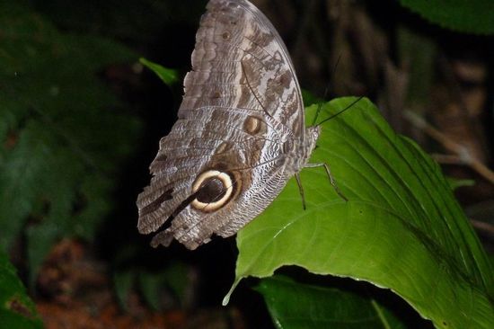 Manu N.P. - Ein wunderschöner Schmetterling beim "landen".