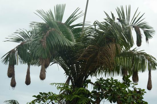 Manu N.P. - ...was ihr wie Keulen an der Palme hängen seht, sind Vogelnester. Leider waren die "Eltern" so schnell, dass wir sie nicht fotografieren konnten. Es sind sehr hübsche schwarzgelbe Vögel.