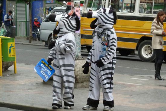 La Paz - Das war wirklich witzig! Als Zebra verkleidete "Hilfspolizisten" regeln den Verkehr. Da hatten selbst die Bolivianer ihren Spass.