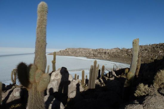 Salar de Uyuni - Pescado Island - Das war das Ungewoehnlichste auf der 200 km Fahrt ueber die Salzwueste:  Mittendrin, ploetzlich eine Insel mit Tausenden von Kakteen. Unglaublich einfach......