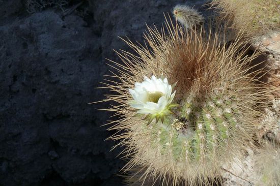 Salar de Uyuni - Kaktusbluete auf der Kaktusinsel