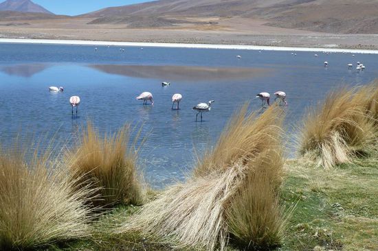 Salar de Uyuni - Eine der Lagunen mit Flamingos