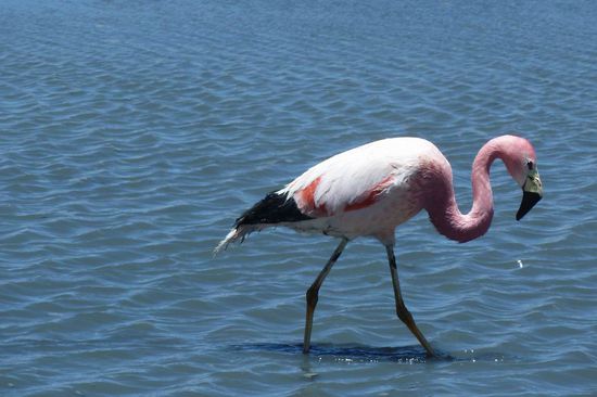 Salar de Uyuni - Es gibt 3 verschiedene Arten von Flamingos, die hier in den Lagunen leben. Das hier ist ein Anden-Flamingo. Leider schon etwas aelter, an der Rotfaerbung des Halses erkennbar.